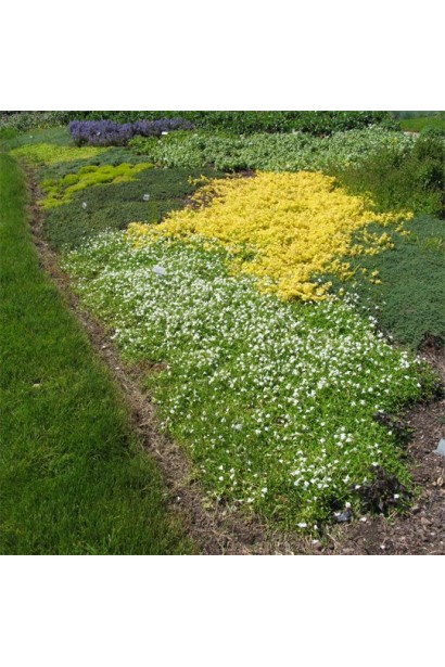 Ґрунтопокривний мазус з білими квітами на альпінарії